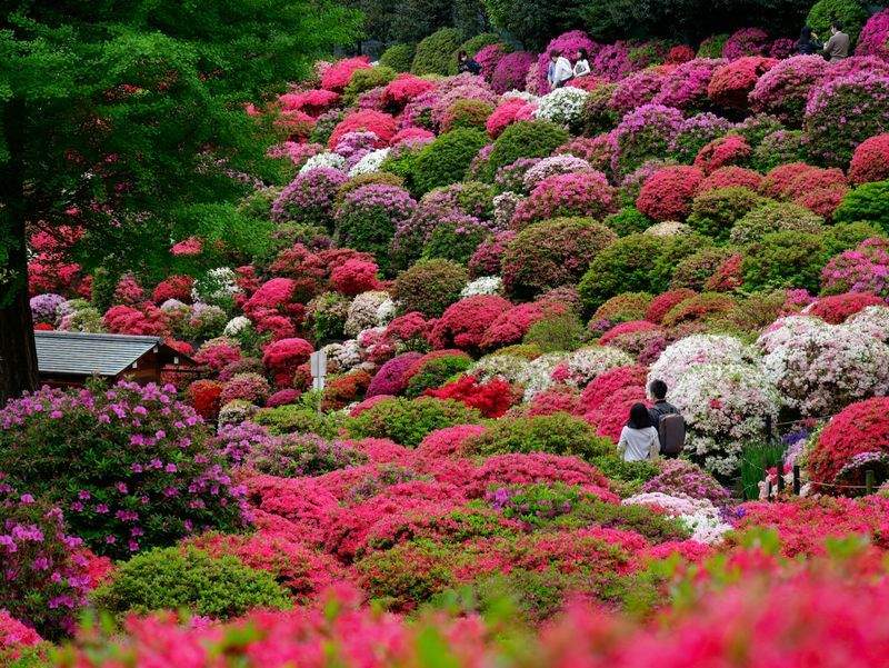 Jardines Verdes Paulista 1